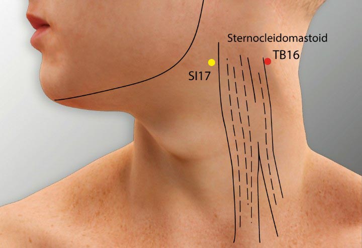 TE16 acupuncture point location - Acupoints.org