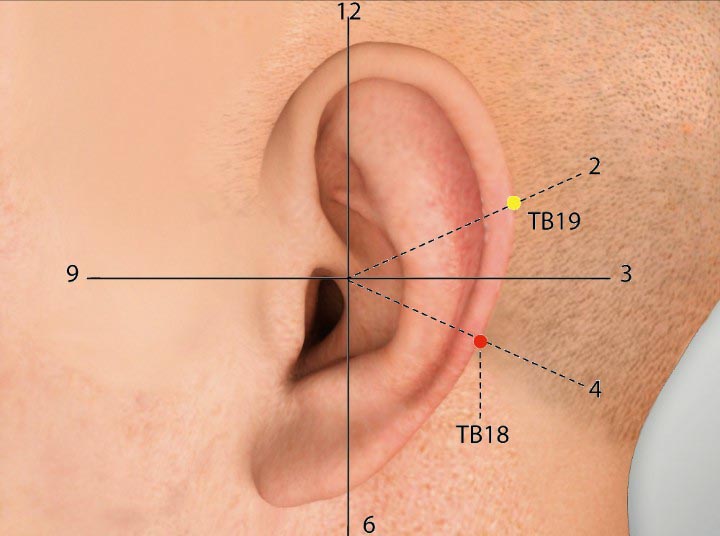 TE18 acupuncture point location - Acupoints.org