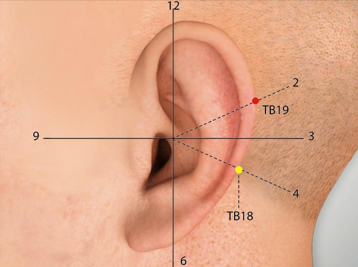 TE19 acupuncture point location - Acupoints.org